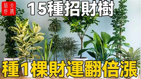 招財樹有哪些|命理專家雨揚老師盤點：8種招財樹有哪些？打造招財納福居家環。